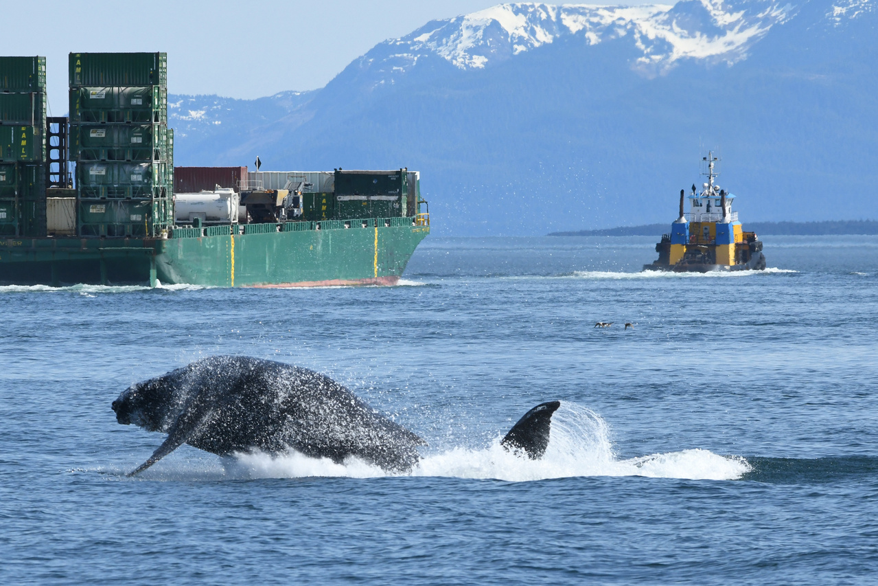Humpback whale breaching from the water with container ships in the backgrounds